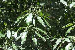 Pittosporum napaulense